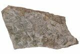 Ordovician Trilobite Mortality Plate (Pos/Neg) - Morocco #194177-5